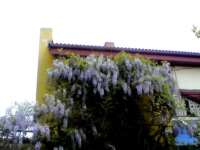9 mai 2015 (26) - GRADINA MEA IN 2015