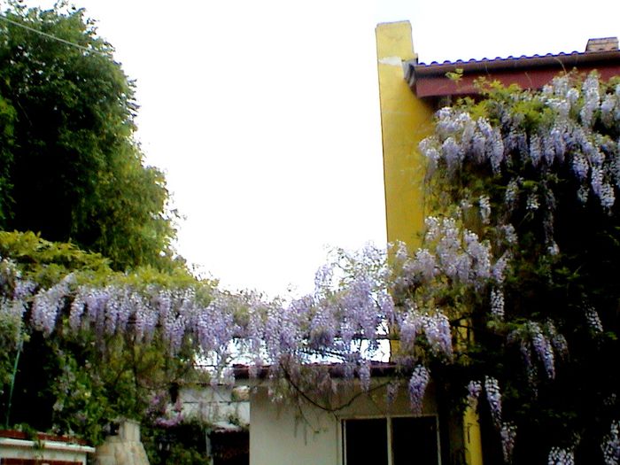 9 mai 2015 (27) - GRADINA MEA IN 2015