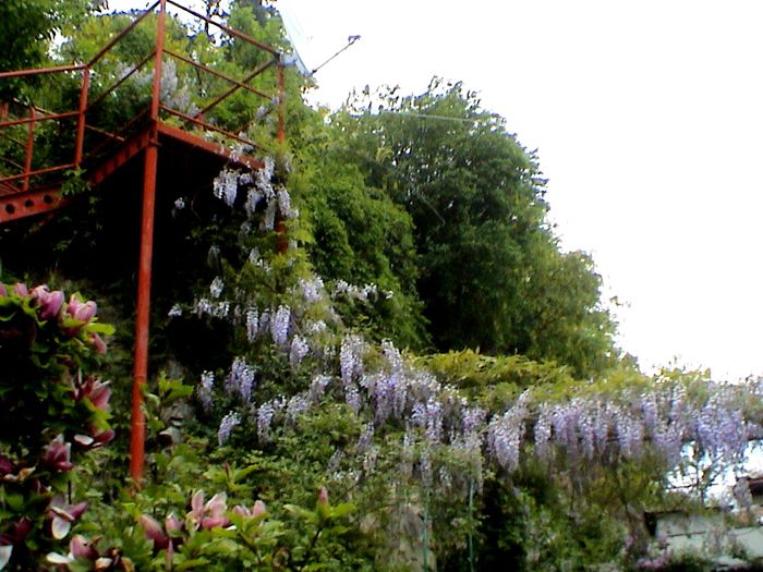 9 mai 2015 (28) - GRADINA MEA IN 2015