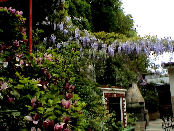 9 mai 2015 (29) - GRADINA MEA IN 2015