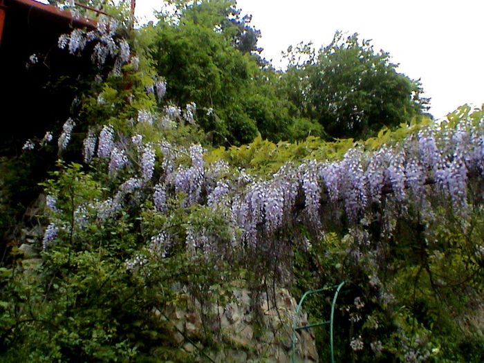 9 mai 2015 (30) - GRADINA MEA IN 2015