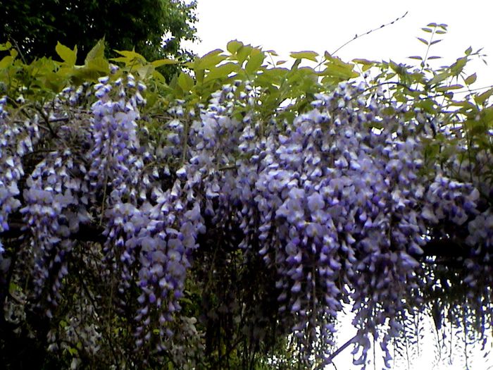 9 mai 2015 (31) - GRADINA MEA IN 2015