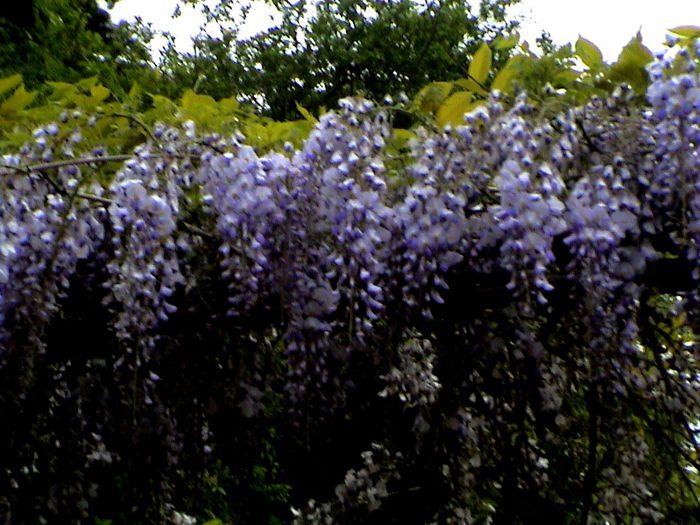 9 mai 2015 (32) - GRADINA MEA IN 2015