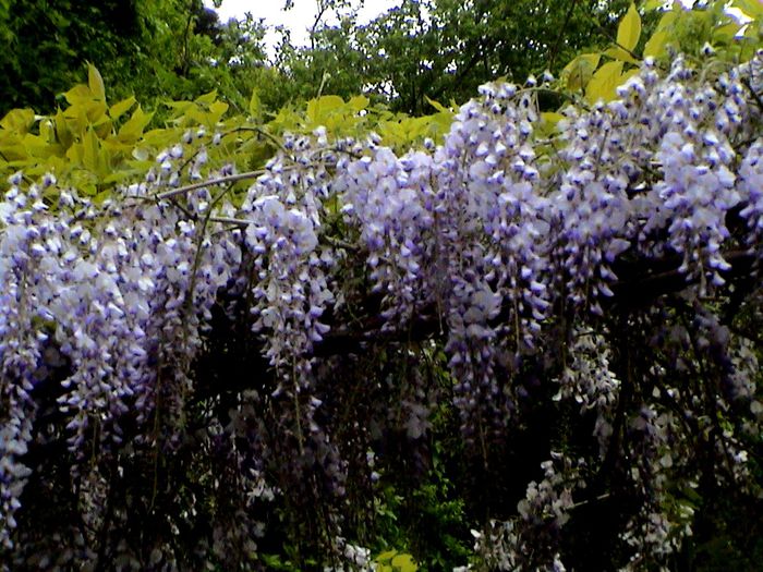 9 mai 2015 (33) - GRADINA MEA IN 2015