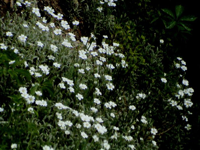 9 mai 2015 (34) - GRADINA MEA IN 2015