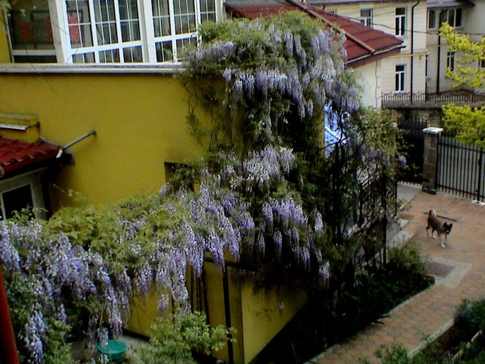 9 mai 2015 (35) - GRADINA MEA IN 2015