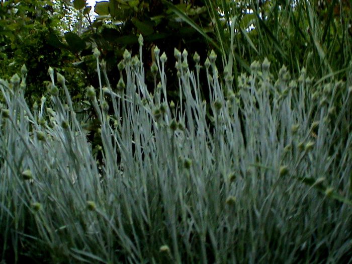 9 mai 2015 (36) - GRADINA MEA IN 2015