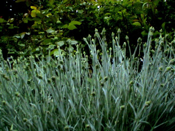 9 mai 2015 (37) - GRADINA MEA IN 2015