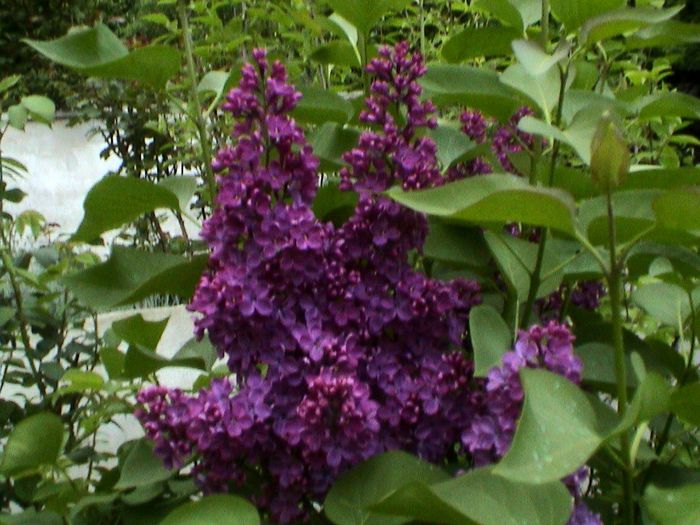 9 mai 2015 (42) - GRADINA MEA IN 2015