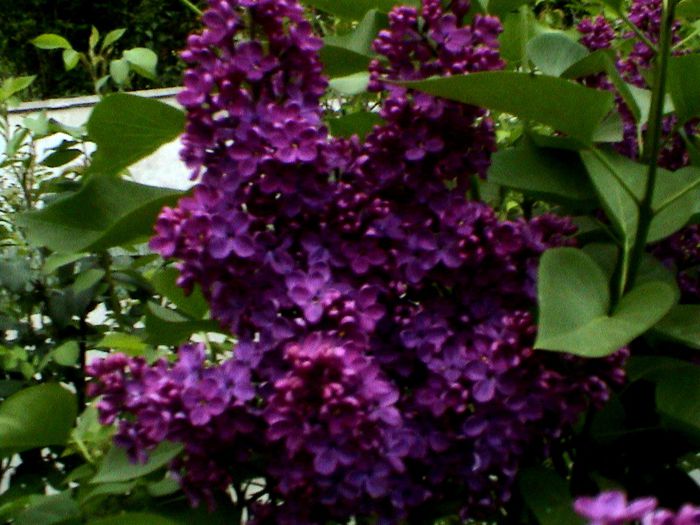 9 mai 2015 (44) - GRADINA MEA IN 2015