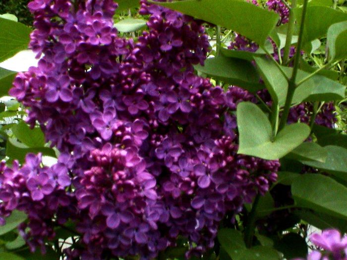 9 mai 2015 (45) - GRADINA MEA IN 2015