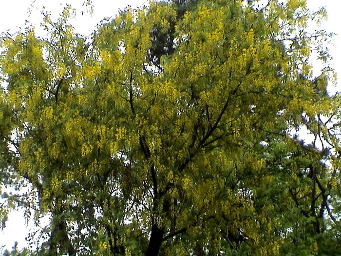 9 mai 2015 (47) - GRADINA MEA IN 2015