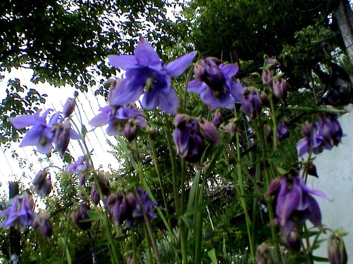 9 mai 2015 (49) - GRADINA MEA IN 2015