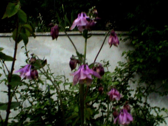 9 mai 2015 (51) - GRADINA MEA IN 2015