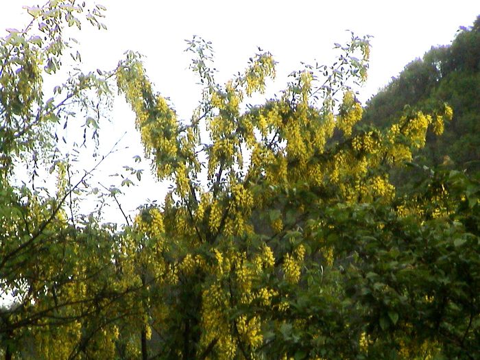 9 mai 2015 (52) - GRADINA MEA IN 2015