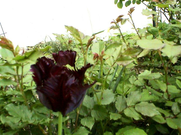 9 mai 2015 (53) - GRADINA MEA IN 2015