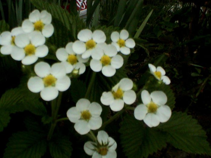 9 mai 2015 (54) - GRADINA MEA IN 2015
