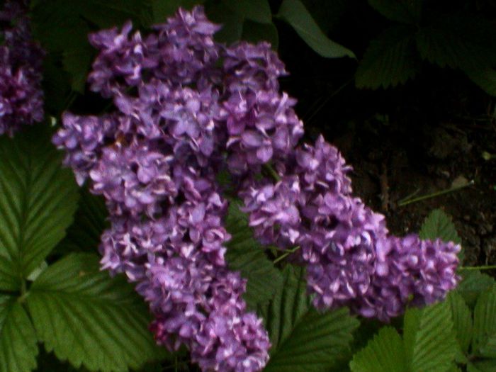 9 mai 2015 (58) - GRADINA MEA IN 2015