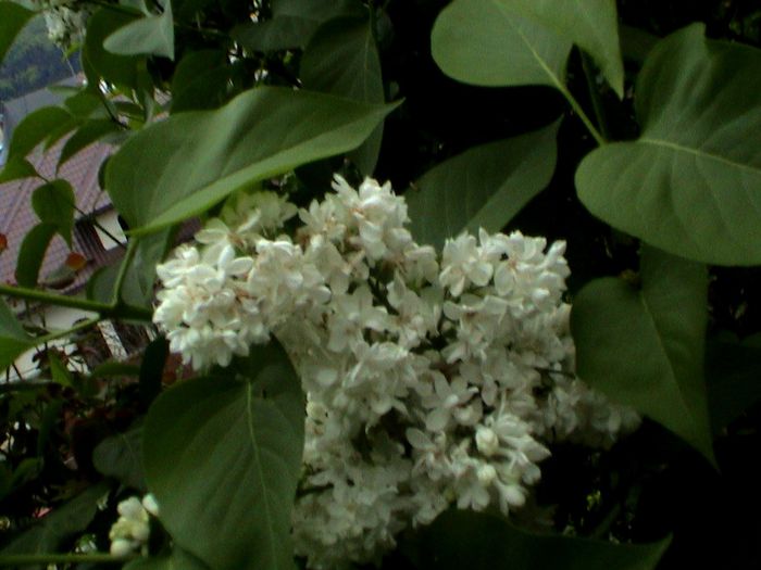 9 mai 2015 (59) - GRADINA MEA IN 2015
