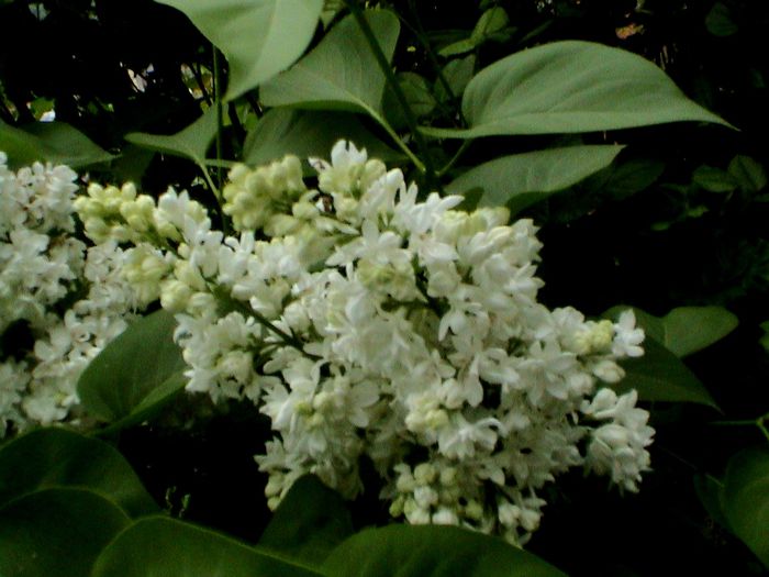 9 mai 2015 (60) - GRADINA MEA IN 2015