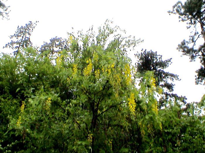 9 mai 2015 (61) - GRADINA MEA IN 2015