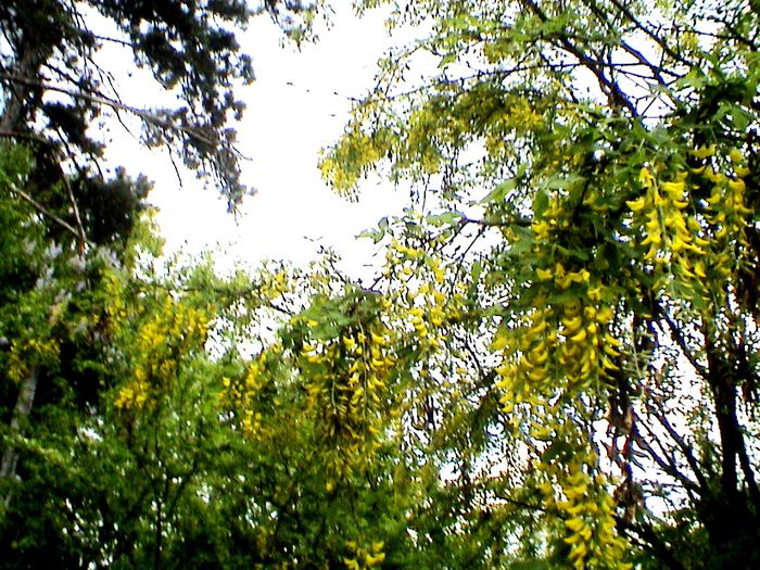 9 mai 2015 (62) - GRADINA MEA IN 2015