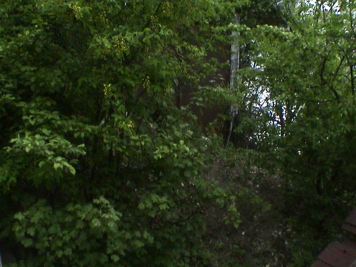 The wild zone! - GRADINA MEA IN 2015