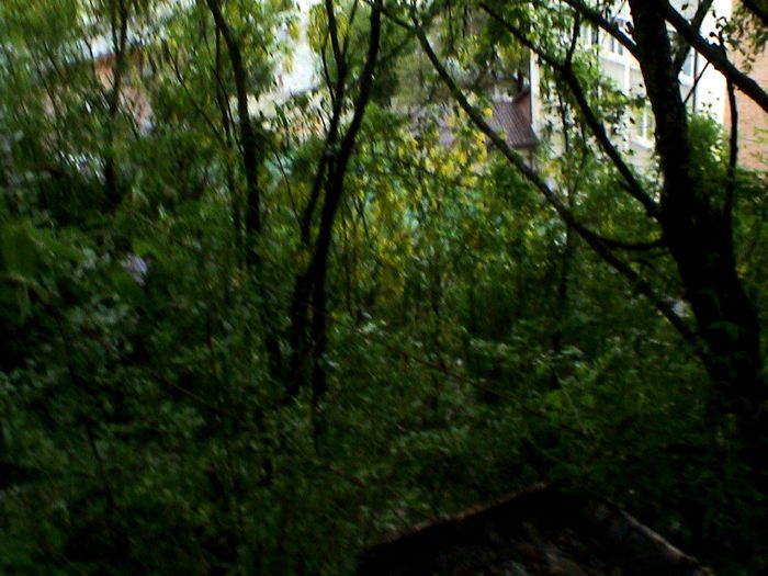 The wild zone! - GRADINA MEA IN 2015