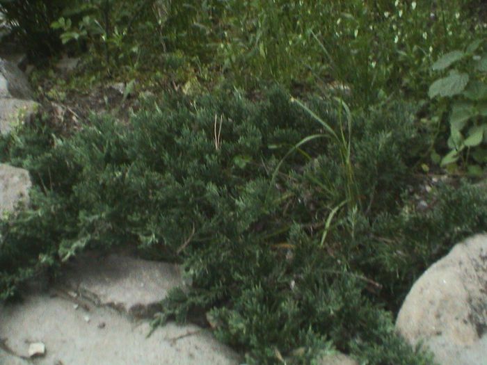9 mai 2015 (69) - GRADINA MEA IN 2015