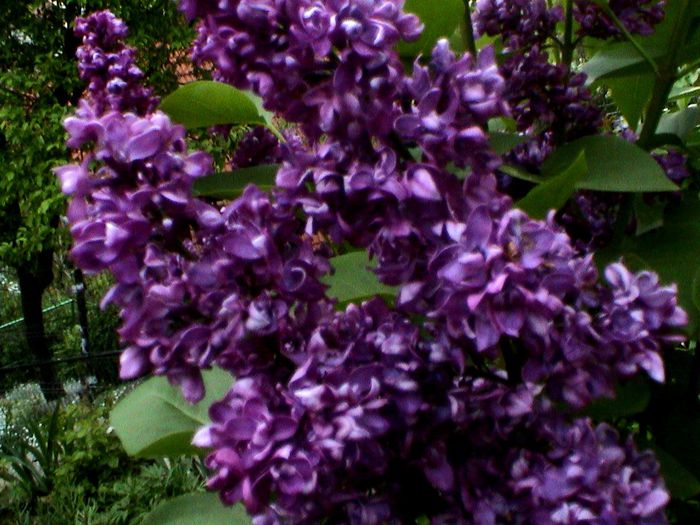 9 mai 2015 (71) - GRADINA MEA IN 2015