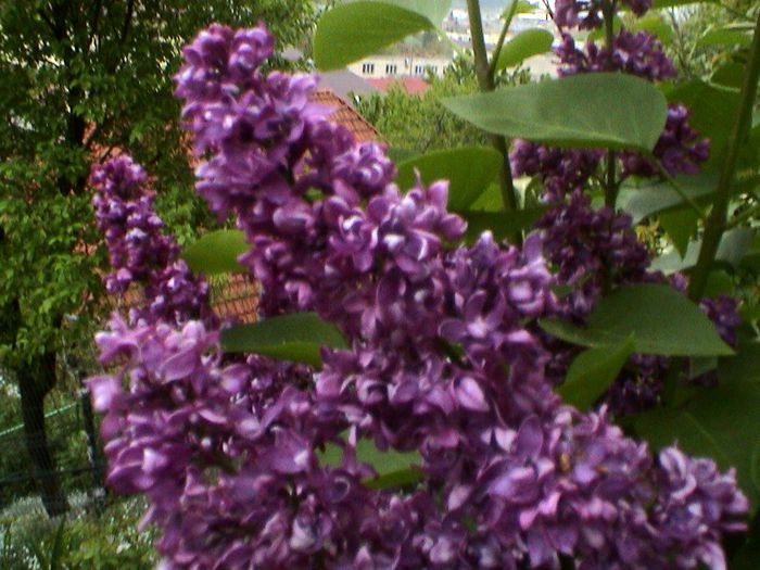 9 mai 2015 (72) - GRADINA MEA IN 2015