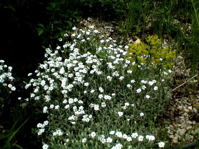 9 mai 2015 (73) - GRADINA MEA IN 2015