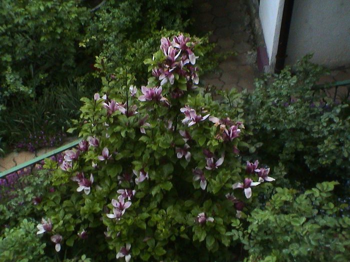 9 mai 2015 (76) - GRADINA MEA IN 2015