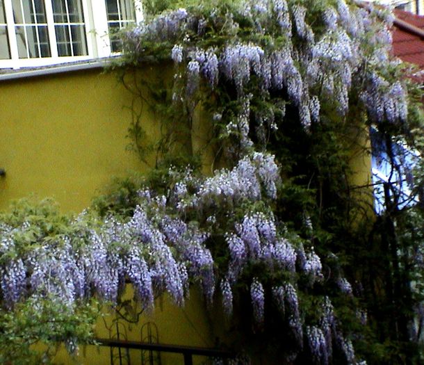 9 mai 2015 (77) - GRADINA MEA IN 2015