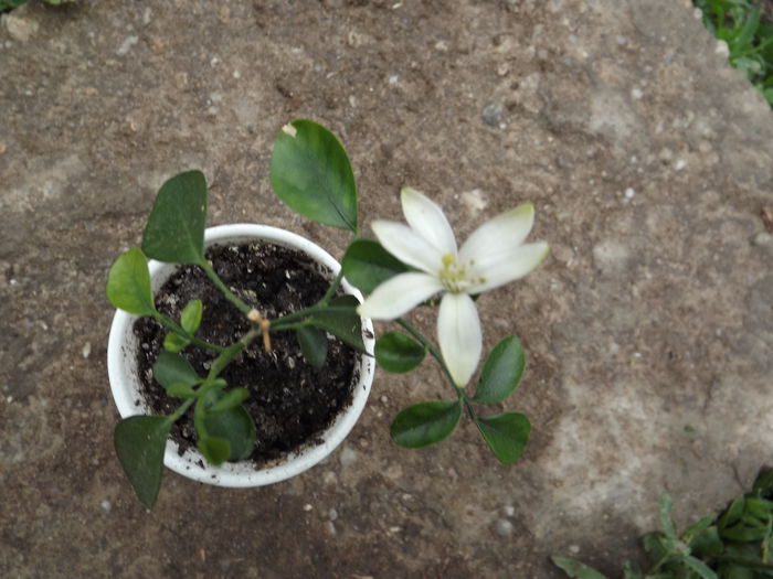 Muraya - Diverse flori