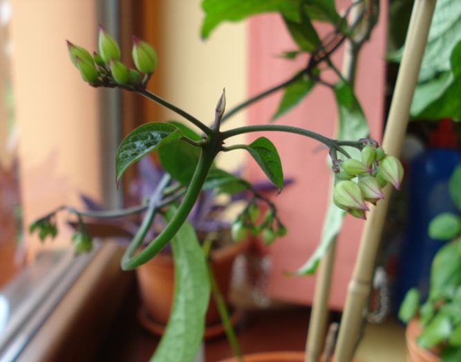 evolutie speciosum (4) - clerodendron speciosum - splendens