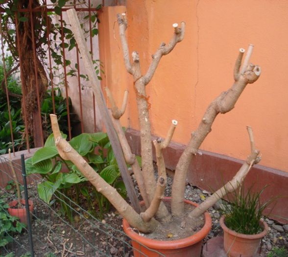 brugmansiile dupa ienat (1)