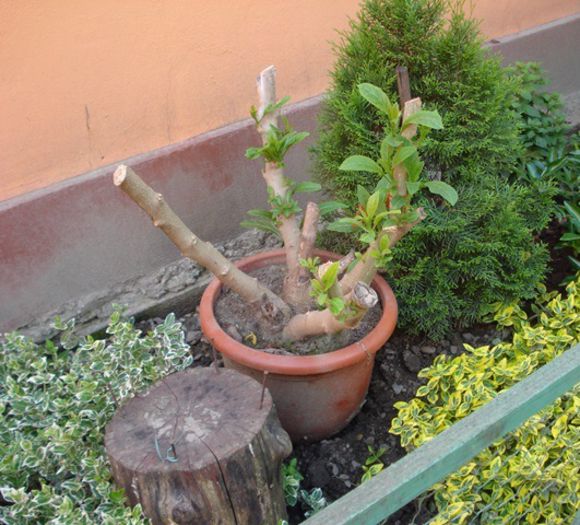 brugmansiile dupa ienat (3)