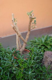 brugmansiile dupa ienat (4) - brugmansia