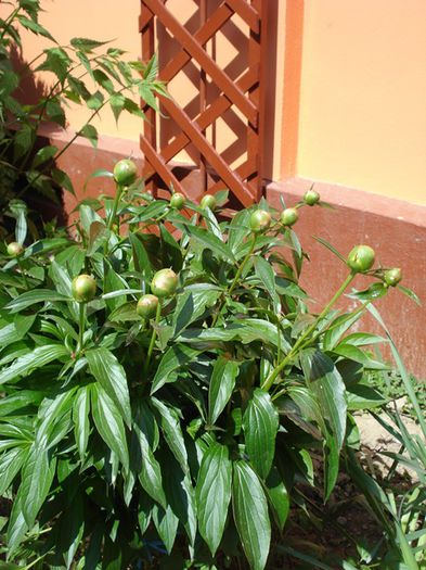 bujori (3)