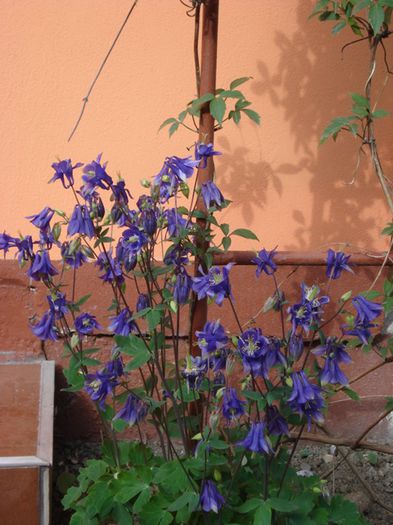 caldaruse (6)