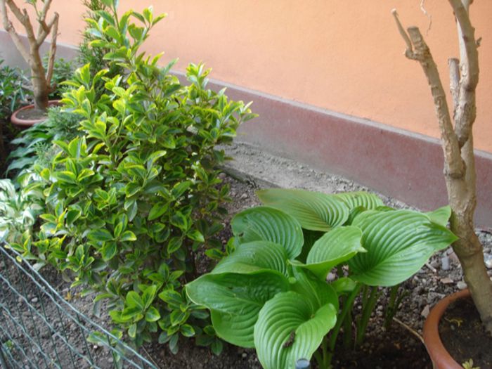 hoste (3)