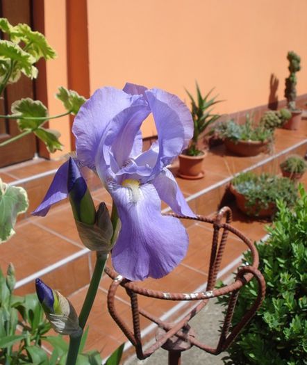 irisi (5)