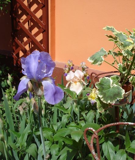 irisi (6)