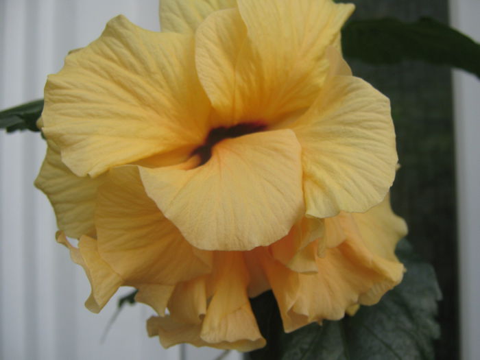 Picture My plants 3096 - Flori 2015