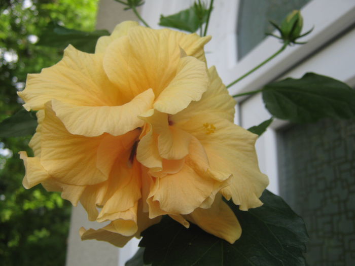 Picture My plants 3097 - Flori 2015