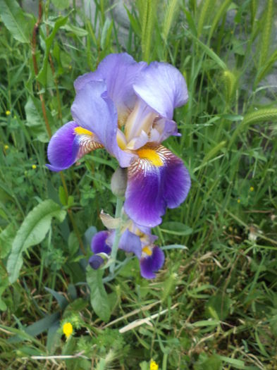 DSC03662 - ANUL 2015