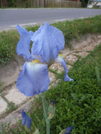 DSC03665 - ANUL 2015