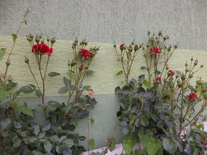 DSC03671 - ANUL 2015