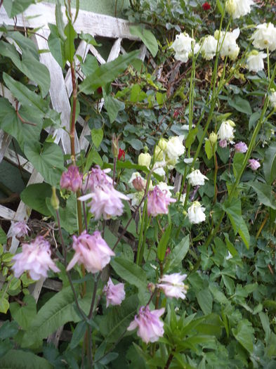 DSC03672 - ANUL 2015